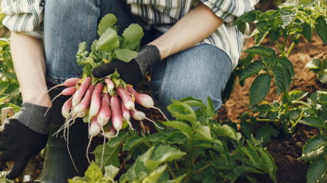 Radish grown in backyard garden