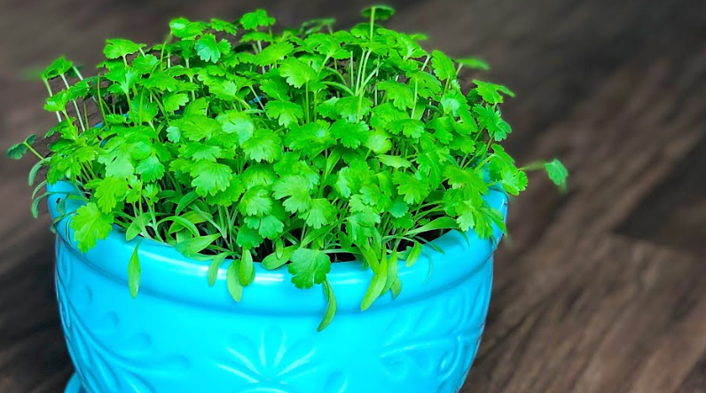 Fresh Coriander plant in the pot