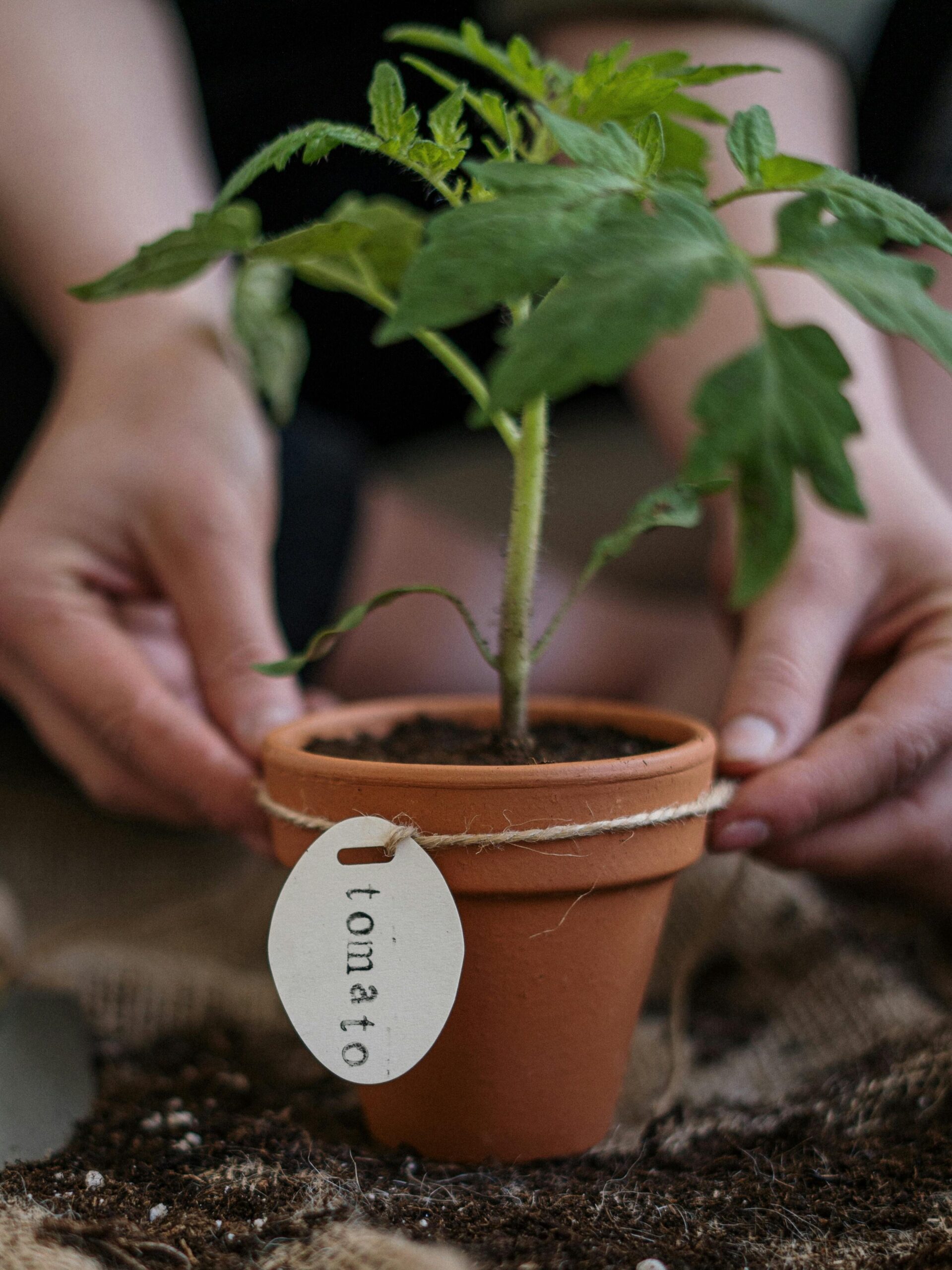fresh tomato plant in the pot 