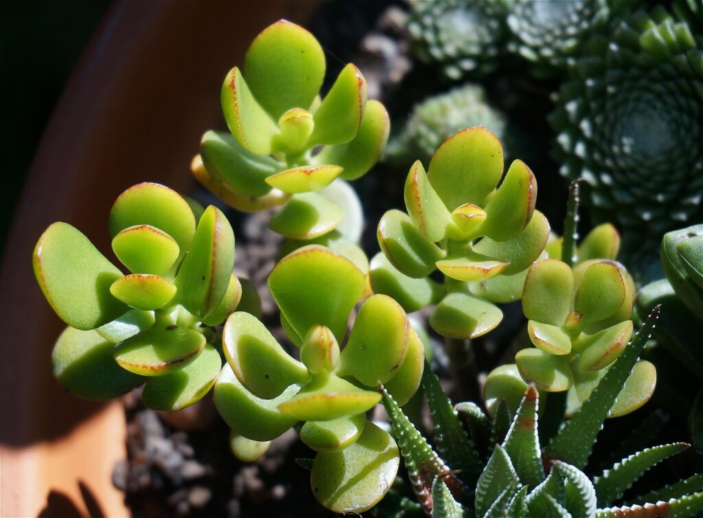 Jade Plant (Crassula ovata) image
