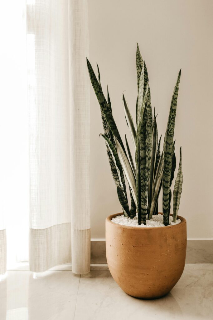 Snake Plant (Dracaena trifasciata) image