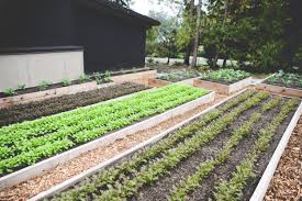 winter gardening plants