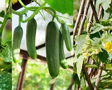 cucumber plant in Summer