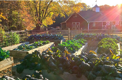 best vegetable to grow in Autumn 