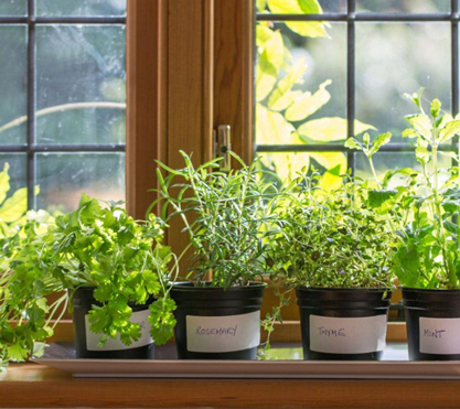Indoor winter gardening